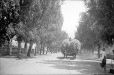 Eukalyptusbäume an der Hauptstraße der deutschen Kolonie in Wilh