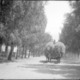 Eukalyptusbäume an der Hauptstraße der deutschen Kolonie in Wilh